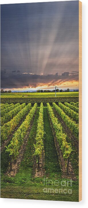 Vineyard Wood Print featuring the photograph Vineyard and sunset sky by Elena Elisseeva