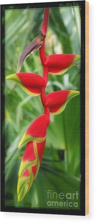 Flower Wood Print featuring the photograph Hanging Tropical Splendor by Sue Melvin