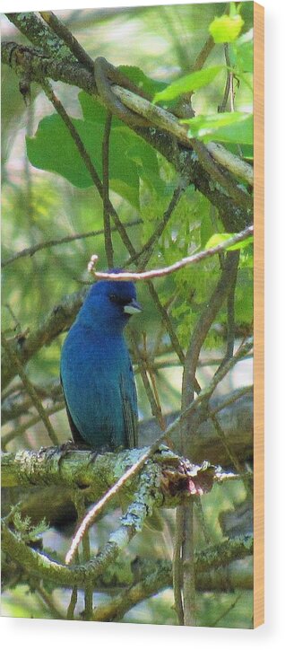 Indigo Bunting Dark Blue Bird Woodland Birds Forest Birds Rare Birds Blue Avians Appalachian Birds Biodiversity Song Bird Species Custom Mugs Custom Home Décor Custom Shirts Wood Print featuring the photograph Indigo Bunting by Joshua Bales