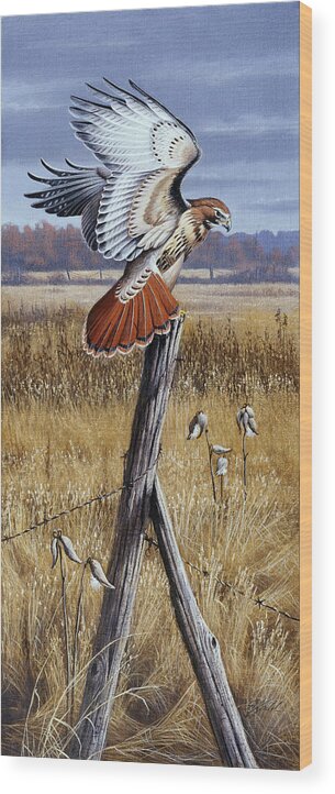 A Red Tailed Hawk Rests On A Post Wood Print featuring the painting The Corner Post - Red Tailed Hawk by Wilhelm Goebel