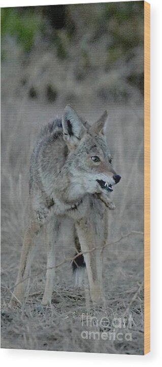 Coyote Wood Print featuring the digital art Go Ahead, Make My Day by Tammy Keyes