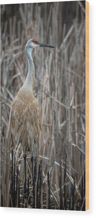 Sandhill Crane Wood Print featuring the photograph Sandhill in the Cattails by Laura Hedien