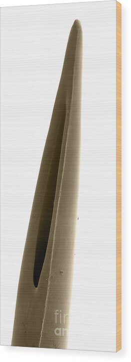 Sem Wood Print featuring the photograph Rattlesnake Fang, Sem by Ted Kinsman