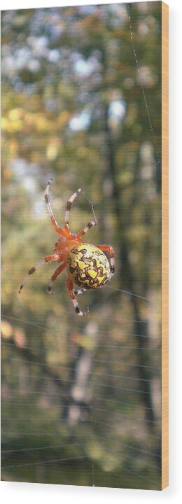 Virginia Marbled Orb Weaver Images Marbled Orb Weaver Photo Prints Red Black And Yellow Spider Images Orb Weaver Pictures Spider Diversity Food Web Forest Ecosystem Nature Biodiversity Arachnid Images Wood Print featuring the photograph Marbled Orb Weaver by Joshua Bales