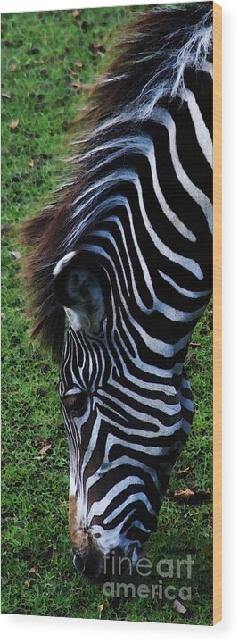Zebra Wood Print featuring the photograph Uniquely Identifiable by Linda Shafer