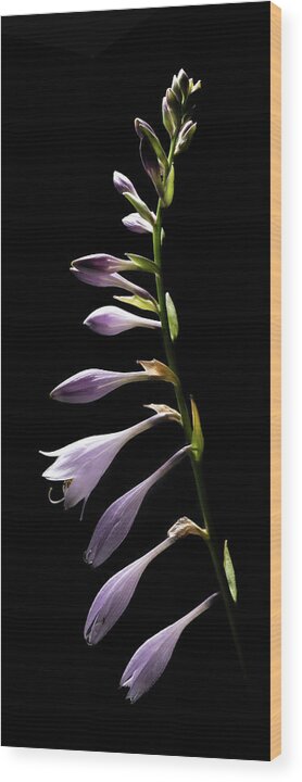 Blue Plantain Lily Wood Print featuring the photograph Blue Plantain Lily 2 by Kevin Suttlehan