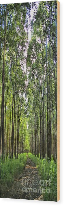 Forest Wood Print featuring the photograph Into The Forest I Go by DJ Florek