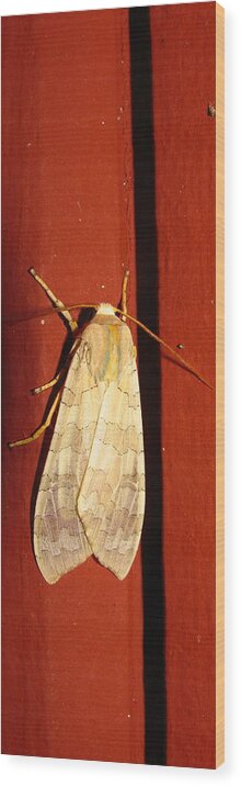 Sycamore Tussock Wood Print featuring the photograph Sycamore Tussock Moth by Joshua Bales