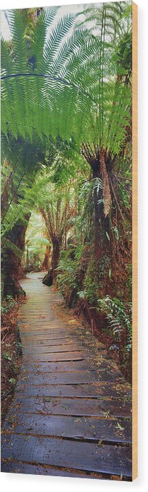 Walkway Wood Print featuring the photograph Maits Rest by Wayne Bradbury Photography