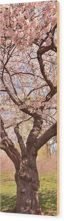 Cherry Trees Wood Print featuring the photograph Spring - Hanami Hues by Mike Savad