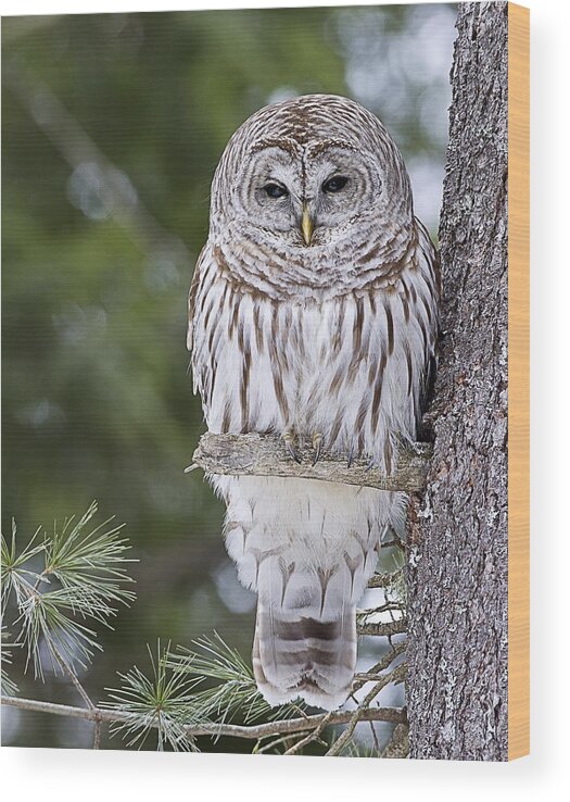 Vermont Wood Print featuring the photograph Barred Owl #1 by John Vose