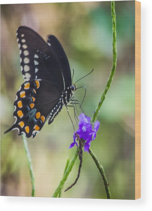 Black Swallowtail Wood Print featuring the photograph Black Swallowtail #1 by Jane Luxton