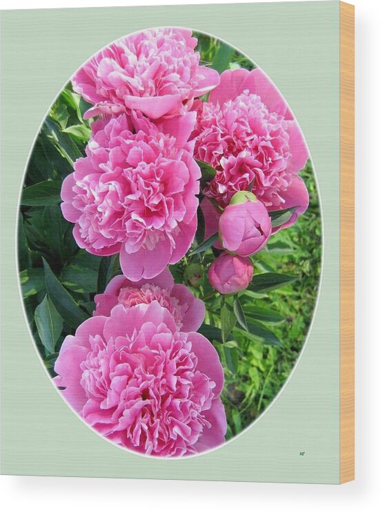 Country Peonies Wood Print featuring the photograph Country Peonies #1 by Will Borden