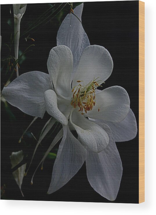 Flower Wood Print featuring the photograph Elegance #1 by Karen Harrison Brown
