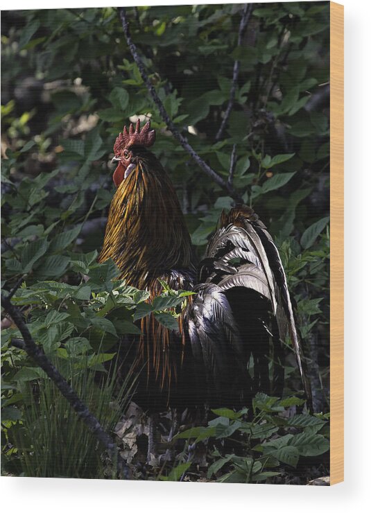 Rooster Wood Print featuring the photograph Free Range Rooster at Sunrise #1 by Michael Dougherty