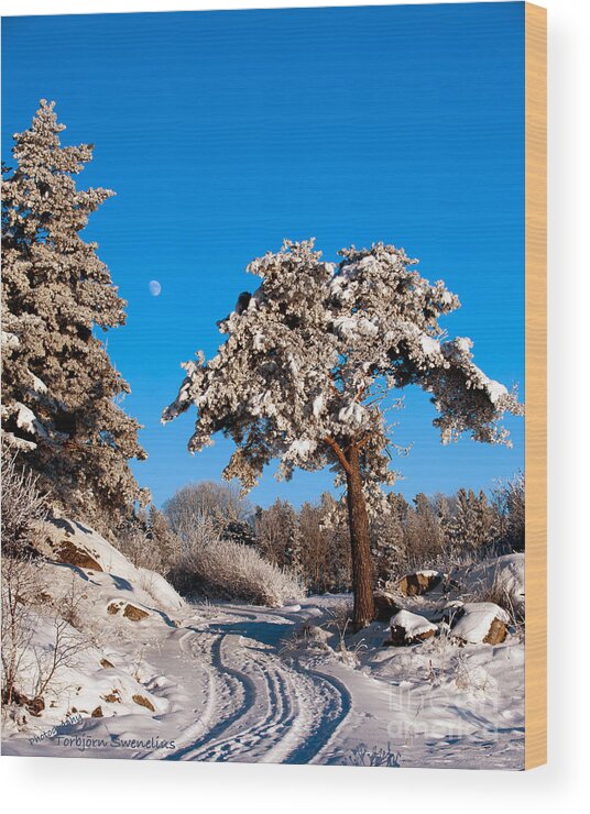 Frosty... Wood Print featuring the photograph Frosty... #1 by Torbjorn Swenelius