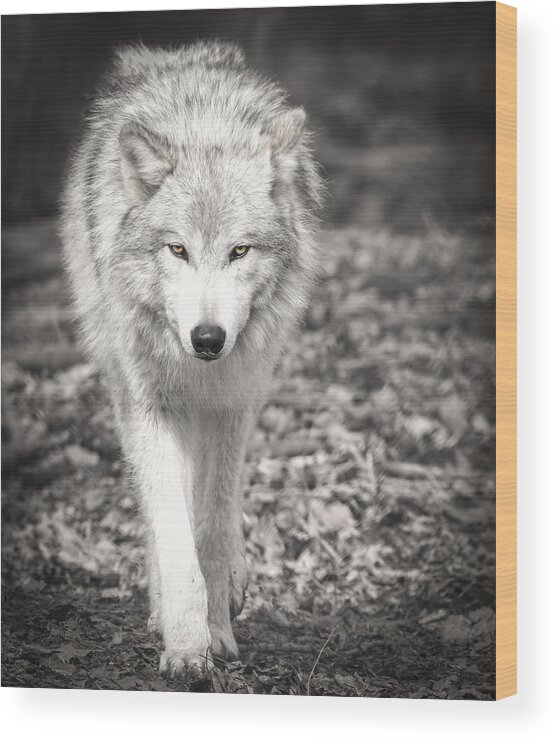 Adult Grey Wolf Wood Print featuring the photograph Here's Looking At You #1 by Thomas Young