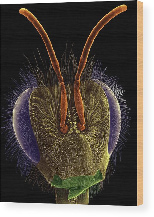 9241a Wood Print featuring the photograph Honey Bee Head #1 by Dennis Kunkel Microscopy/science Photo Library
