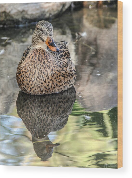 Waterfowl Wood Print featuring the photograph Mallard Hen #1 by Elaine Malott