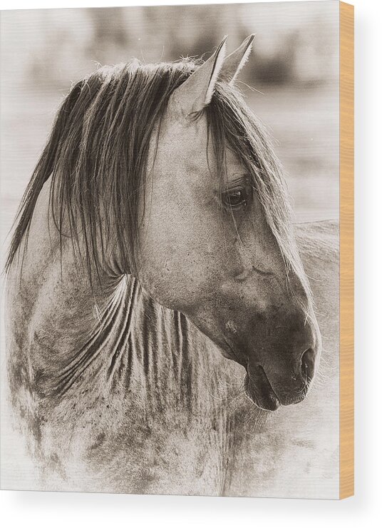 Equine Wood Print featuring the photograph Mustang #2 by Ron McGinnis