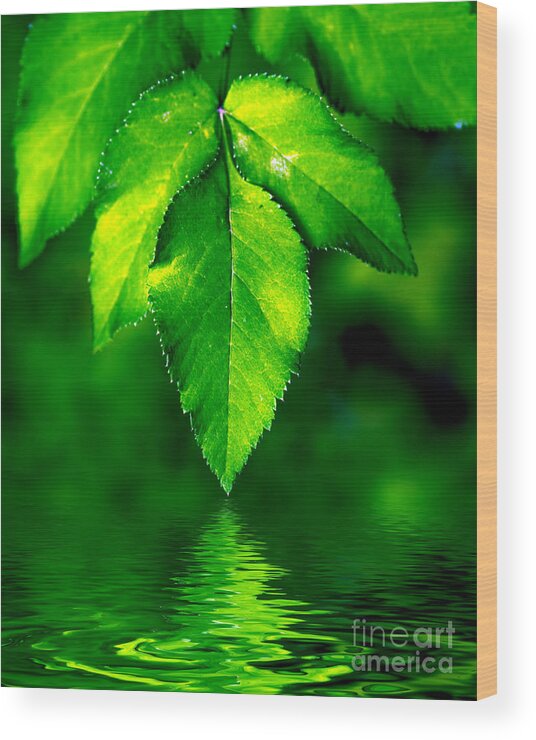 Abstract Wood Print featuring the photograph Natural leaves background #1 by Michal Bednarek