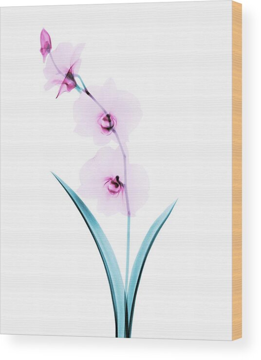 Flower Wood Print featuring the photograph Orchid Flowers #1 by Brendan Fitzpatrick