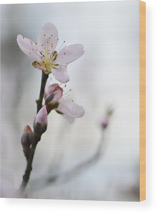 Spring Wood Print featuring the photograph Peach Blossom 005 by Phil And Karen Rispin