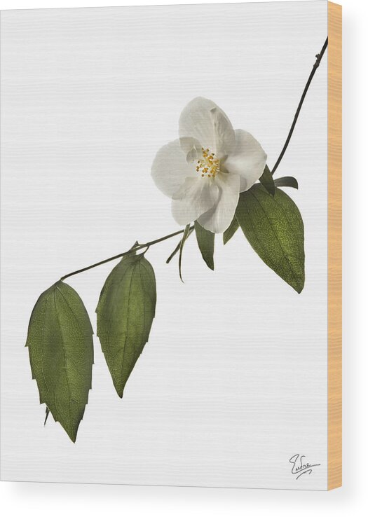 Flower Wood Print featuring the photograph Philadelphus #1 by Endre Balogh