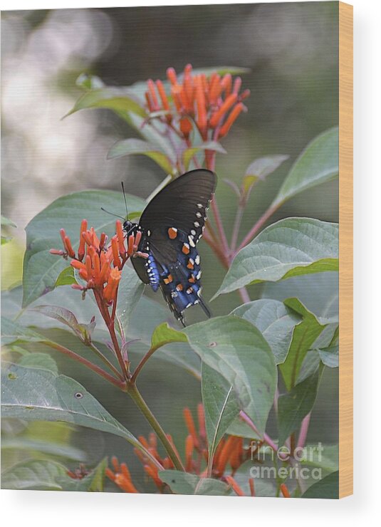Swallowtail Wood Print featuring the photograph Pipevine Swallowtail II by Carol Bradley