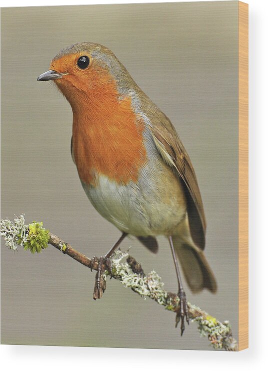 Animal Themes Wood Print featuring the photograph Robin #1 by Robert Trevis-smith