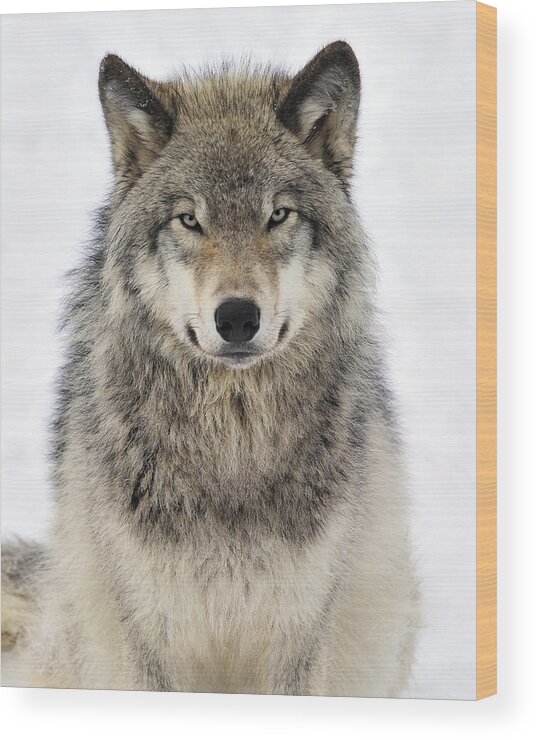 Wolf Wood Print featuring the photograph Timber Wolf Portrait by Tony Beck