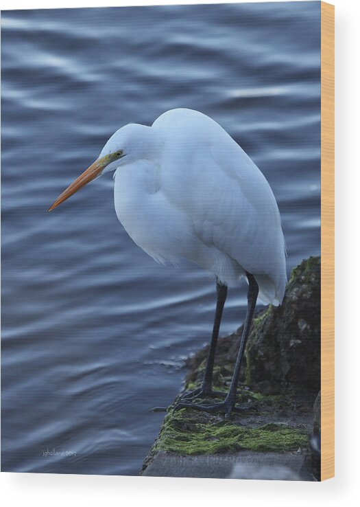 Great White Egret Wood Print featuring the photograph Great White Egret #10 by Joseph G Holland