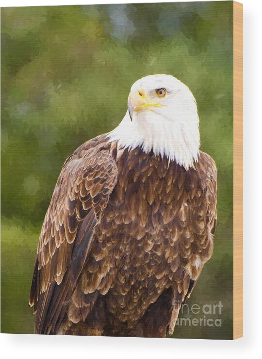 Snow Wood Print featuring the photograph Bald eagle #12 by Les Palenik