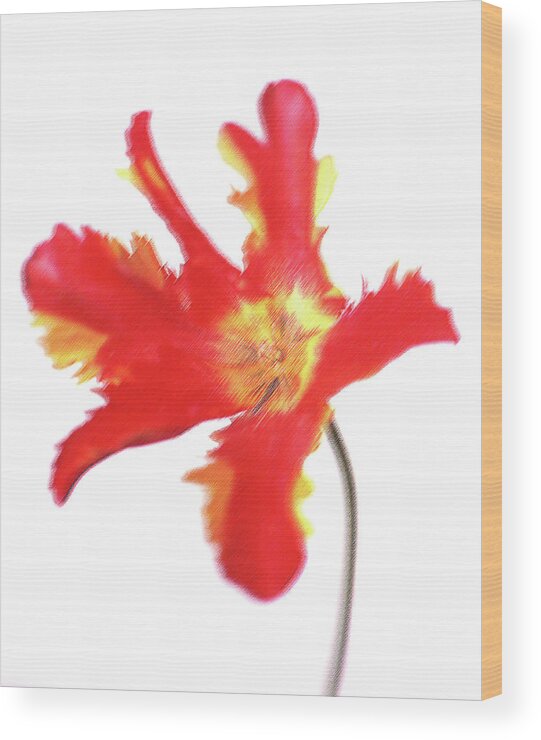 White Background Wood Print featuring the photograph Organic #14 by Michael Banks