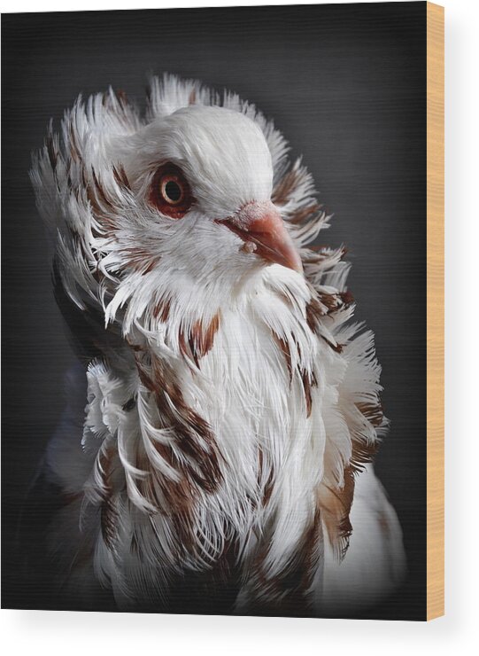 Bird Wood Print featuring the photograph Capuchin Pigeon #2 by Nathan Abbott