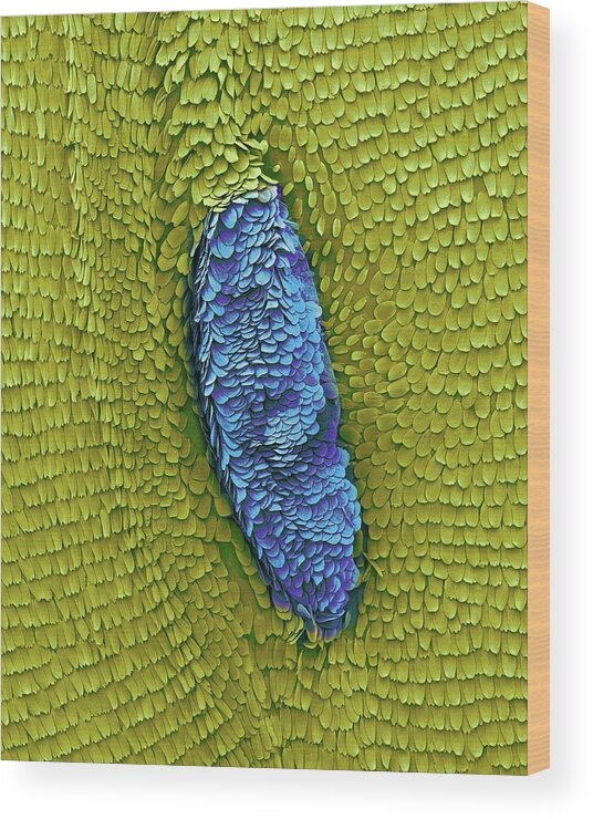 99771c Wood Print featuring the photograph Monarch Butterfly Wing by Dennis Kunkel Microscopy/science Photo Library