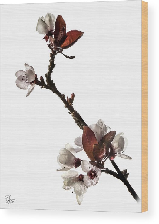 Flower Wood Print featuring the photograph Plum Flowers by Endre Balogh