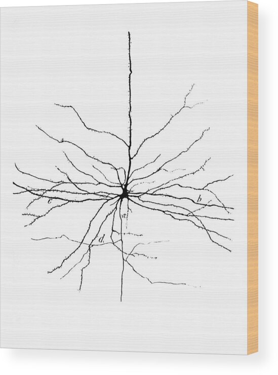 Pyramidal Cell Wood Print featuring the photograph Pyramidal Cell In Cerebral Cortex, Cajal #1 by Science Source