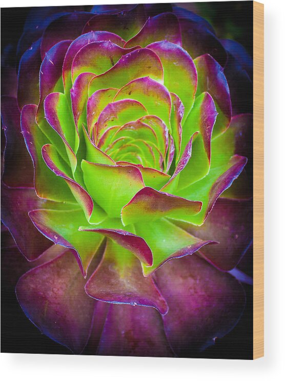 Neon Wood Print featuring the photograph 3-Dimentional by Elizabeth Richardson