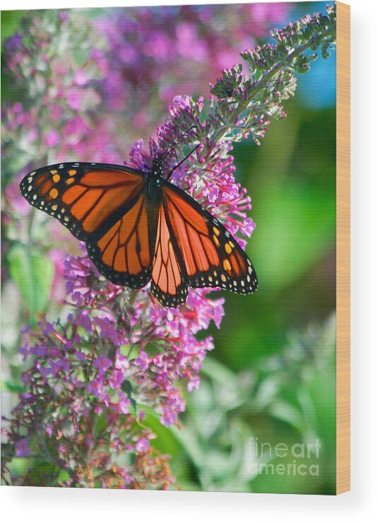 Butterfly Wood Print featuring the photograph Monarch Butterfly #3 by Mark Dodd