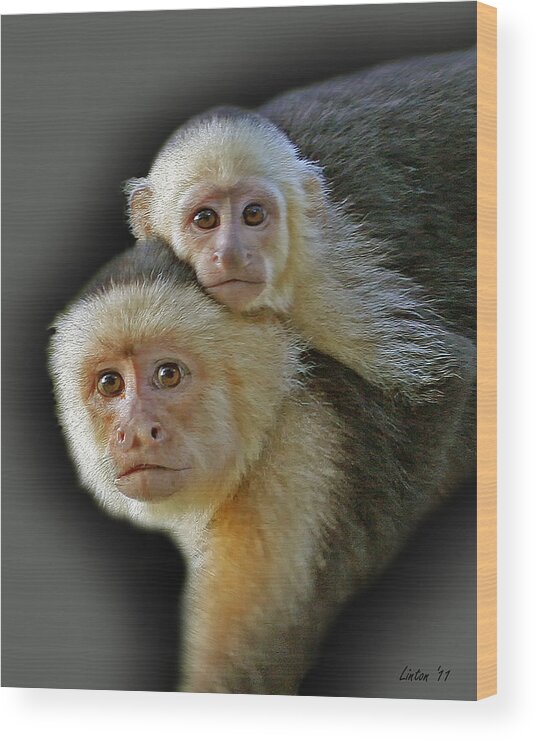 Capuchin Monkey Wood Print featuring the photograph Mother And Daughter #3 by Larry Linton