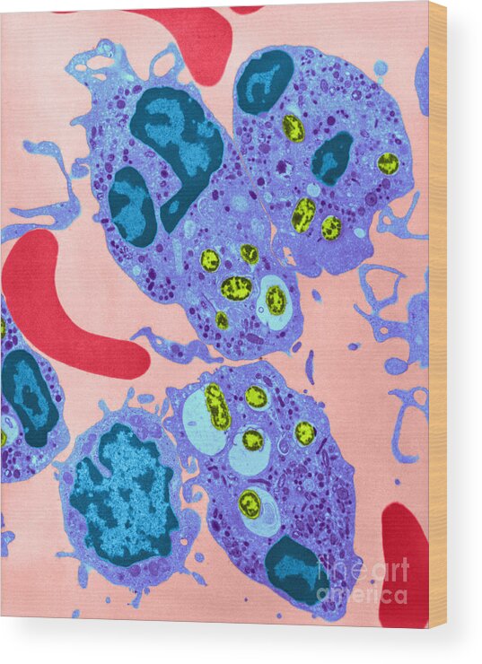 Science Wood Print featuring the photograph Neutrophil Ingesting Bacteria Tem #3 by David M. Phillips