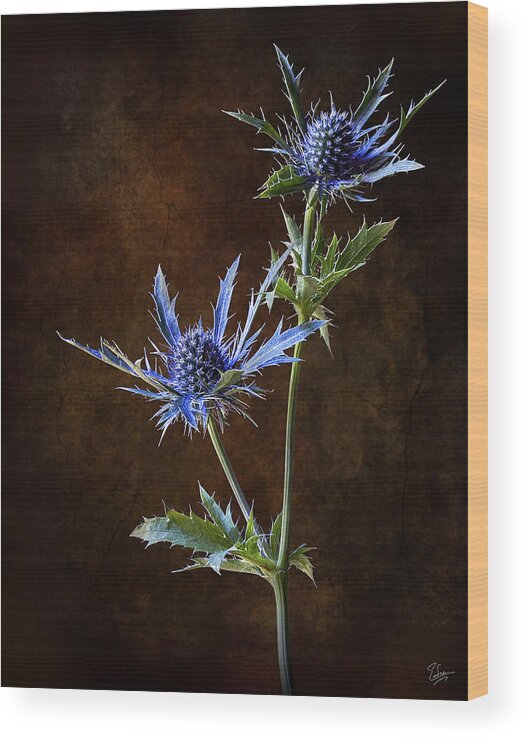 Flower Wood Print featuring the photograph Thistle #2 by Endre Balogh