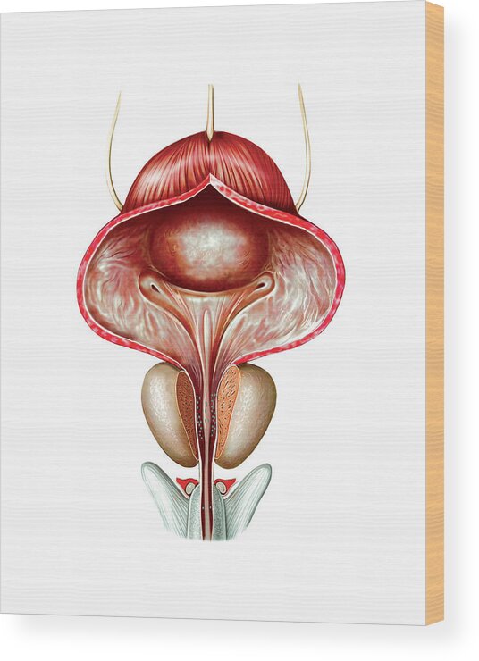 Male Genital System Wood Print By Asklepios Medical Atlas Pixels