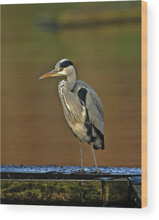 Heron Wood Print featuring the photograph Grey Heron #4 by Paul Scoullar