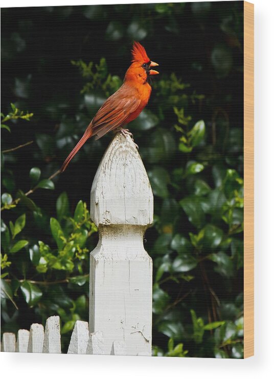 Male Cardinal Wood Print featuring the photograph Male Cardinal #4 by Robert L Jackson