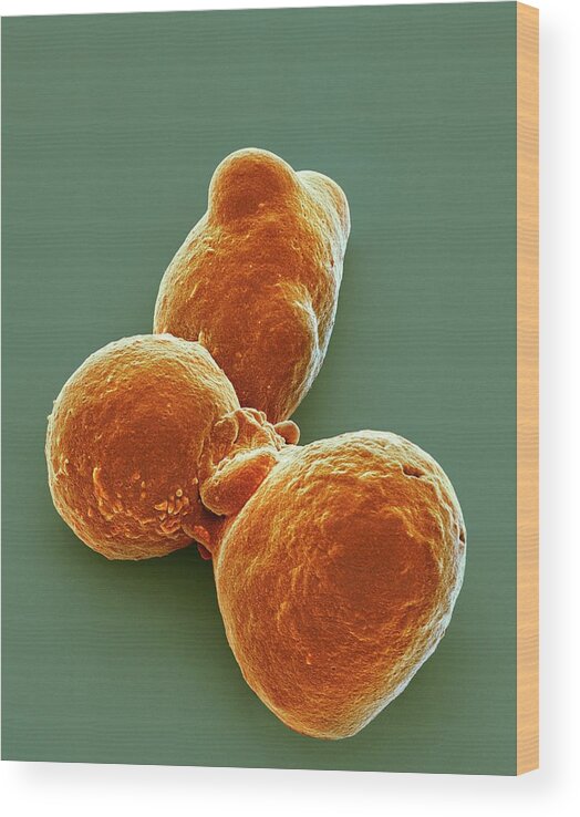 Biochemical Wood Print featuring the photograph Pluripotent Stem Cells #4 by Steve Gschmeissner
