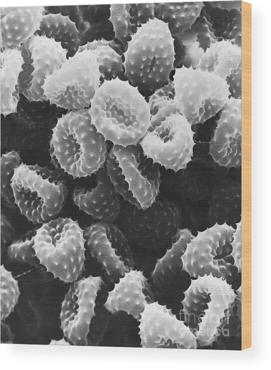 Science Wood Print featuring the photograph Ragweed Pollen Sem #4 by David M. Phillips / The Population Council