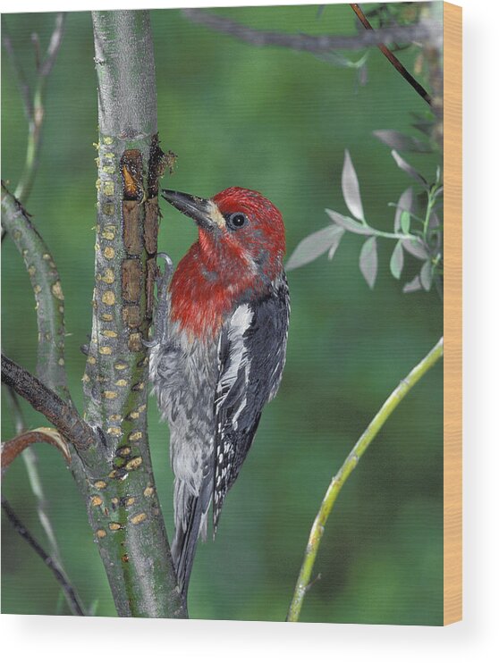 Animal Wood Print featuring the photograph Red-breasted Sapsucker #4 by Richard Hansen