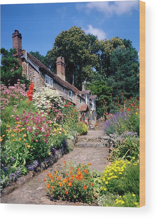Garden Wood Print featuring the photograph Cottage Garden #6 by Andy Williams/science Photo Library